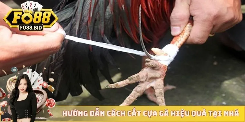 Cách Cắt Cựa Gà Chuẩn Xác Nhất Dành Cho Các Sư Kê  4 Hướng dẫn cách cắt cựa gà hiệu quả ngay tại nhà