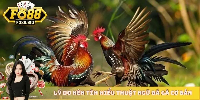 Thuật Ngữ Đá Gà Cơ Bản Áp Dụng Cho Mọi Sư Kê Mới Nhất  2 Lý do nên tìm hiểu thuật ngữ đá gà cơ bản