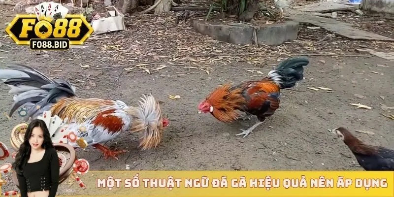 Thuật Ngữ Đá Gà Cơ Bản Áp Dụng Cho Mọi Sư Kê Mới Nhất  4 Một số thuật ngữ đá gà hiệu quả bạn nên áp dụng