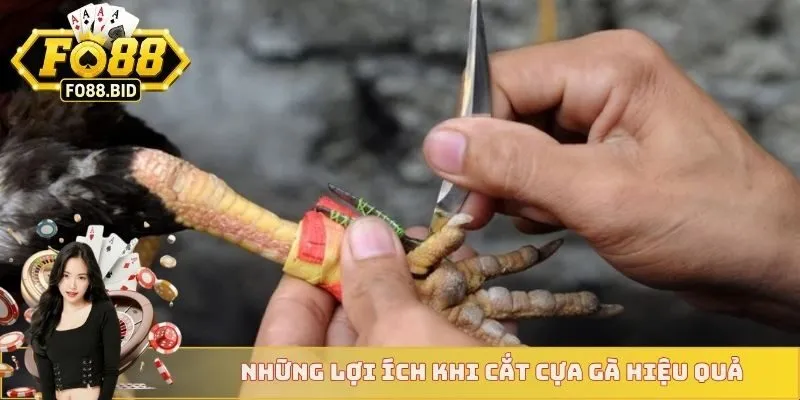Cách Cắt Cựa Gà Chuẩn Xác Nhất Dành Cho Các Sư Kê  3 Những lợi ích khi cắt cựa gà hiệu quả