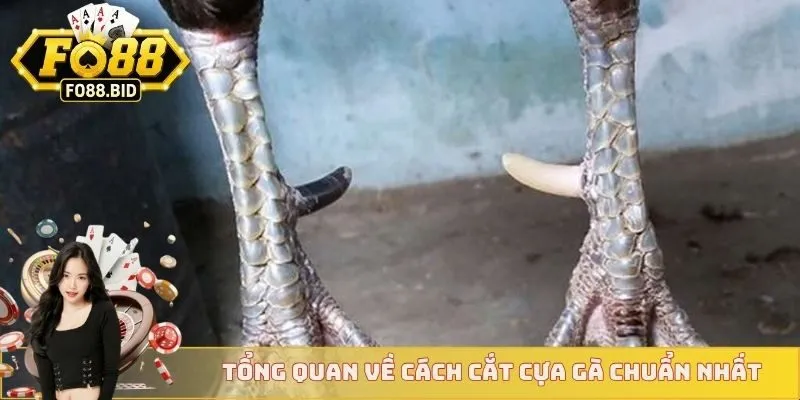 Cách Cắt Cựa Gà Chuẩn Xác Nhất Dành Cho Các Sư Kê  2 Tổng quan về cách cắt cựa gà chuẩn nhất cho newbie